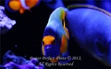 Picture of Blue Face Angel Fish Poster