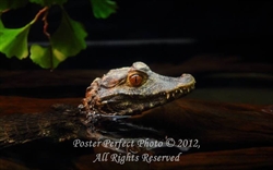 Picture of Eye See You Poster